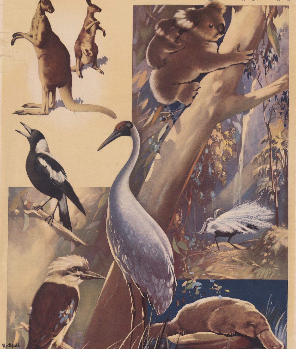 Animals | National Library of Australia (NLA)