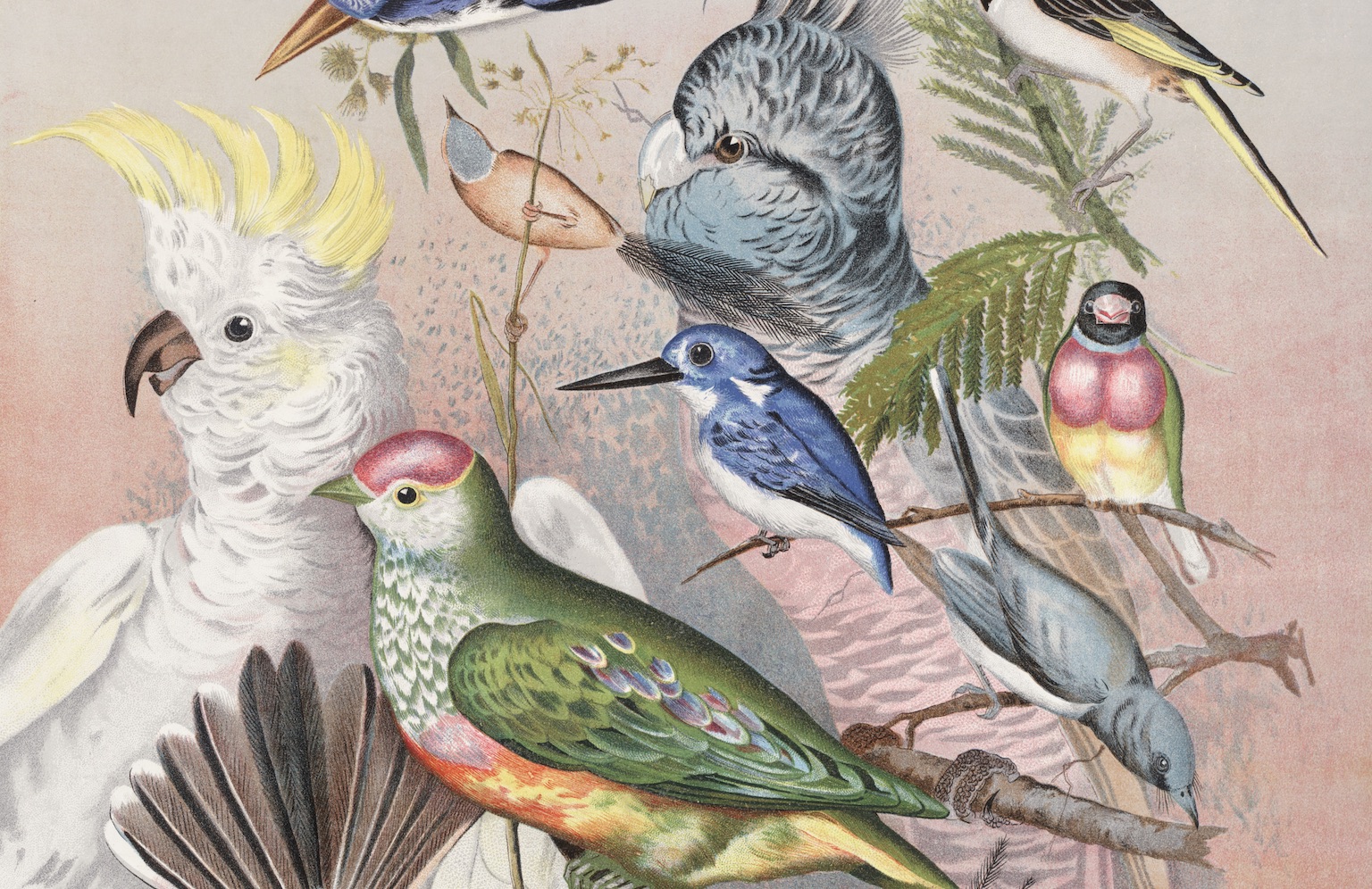 Paradise of birds | National Library of Australia (NLA)