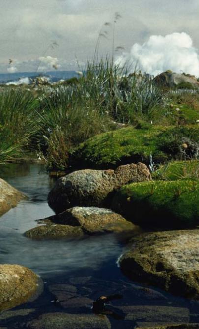 A stream flowing between large rocks and green flora with clouds in the background