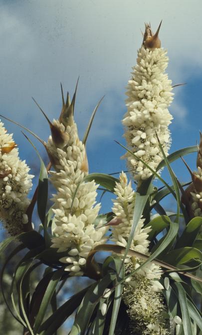 White cone-shaped flowers extending from a branch in front of a blue, slightly cloudy sky