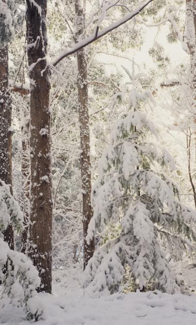Trees of various species and heights covered in snow