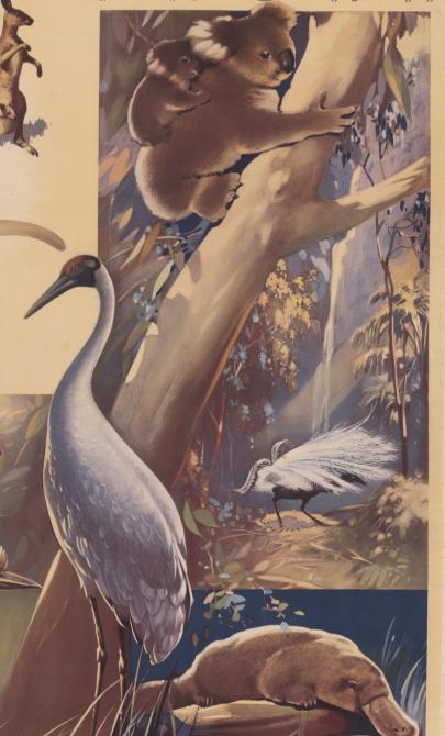 Illustration of two kangaroos, a mother and baby koala, a platypus, a kookurra and other australian birds