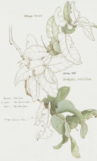 Illustration of a tree branch with leaves. Some of it it coloured in and some left white