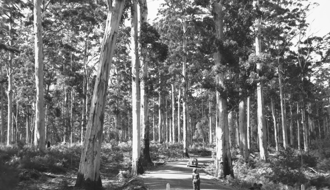 Black and white photo of a woman standing on a road with a car behind her in the middle of a karri forest, with trees as tall as 80 meters