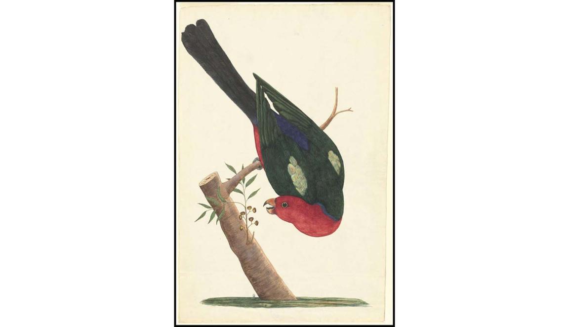 Watercolour drawing of a parrot