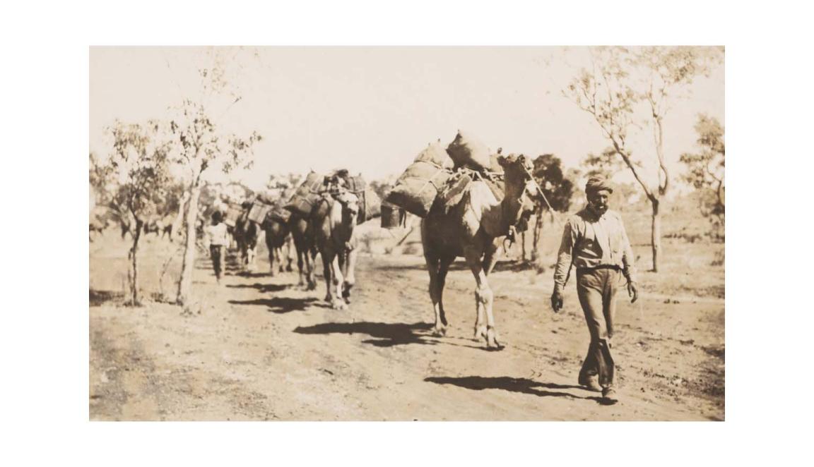 A sepia photograph showing a man leading a long train of camels through arid scrub land. Another figure can be seen in the background walking beside a camel. There are at least 6 camels in the train.