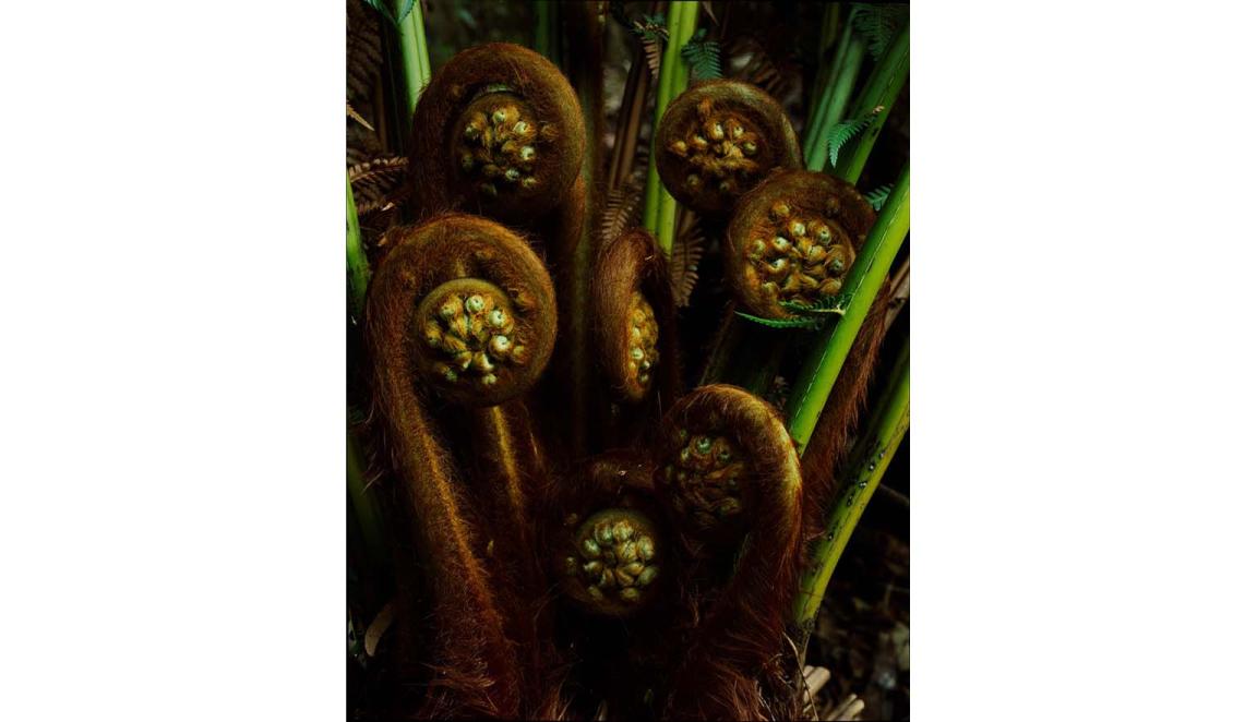Brown furry uncoiling fronds of a fern. Green mature leaves can be seen among the fronds