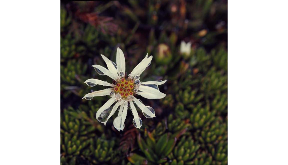 A sixteen petaled white daisy sits among green fleshy leaves. The daisy has water drops on some of its petals