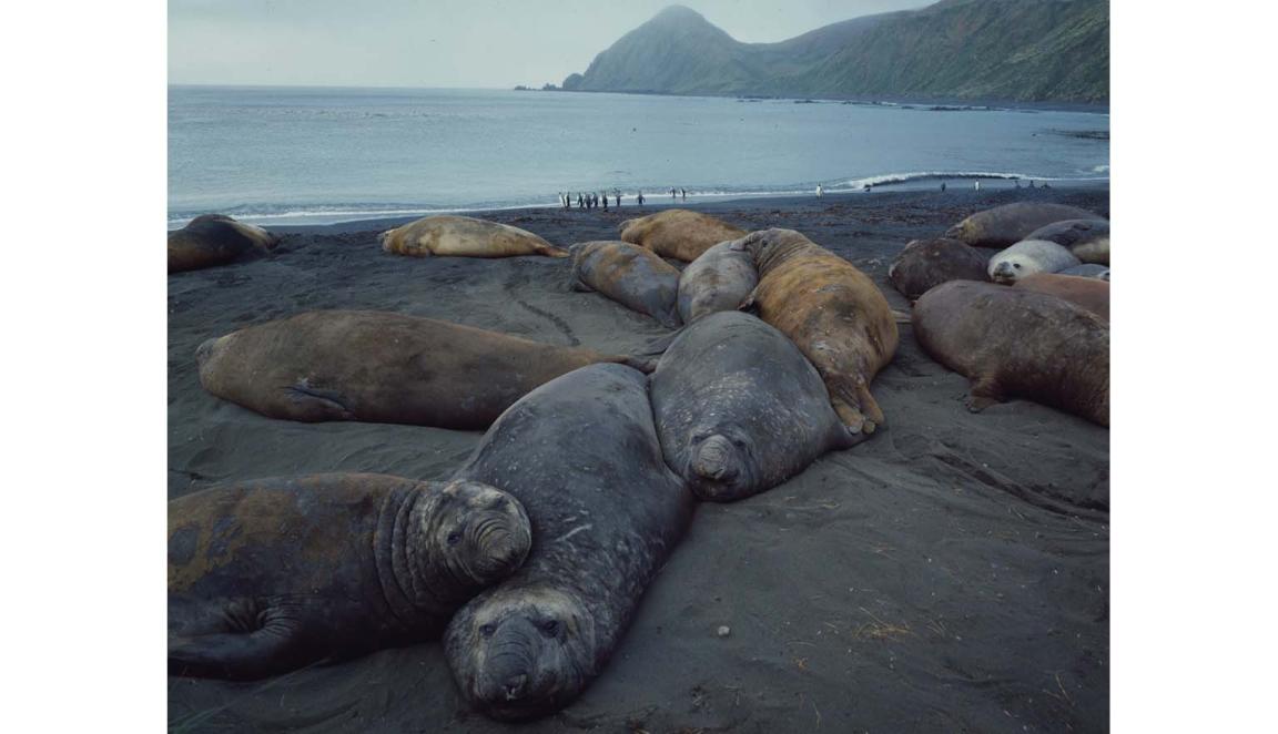A herd of elephant seals lounge on a beach. The ocean is in the background. A small group of penguins are playing in the surf.