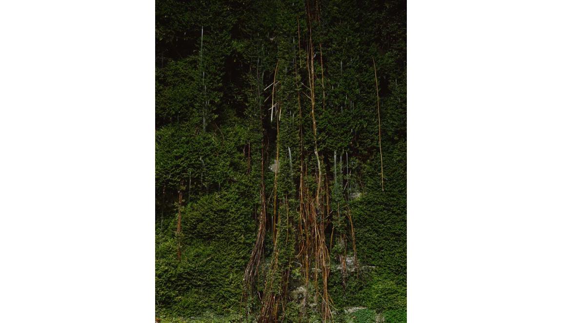 A large tree draped in feeder roots and mosses