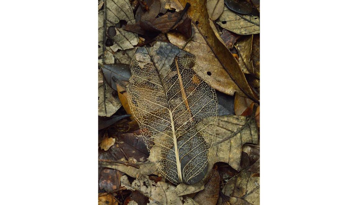 The skeleton of a leaf sits on a bed of other dead dried leaves. The leaf skeleton has retained the woody veins of the leaf while the fleshy parts have decayed.