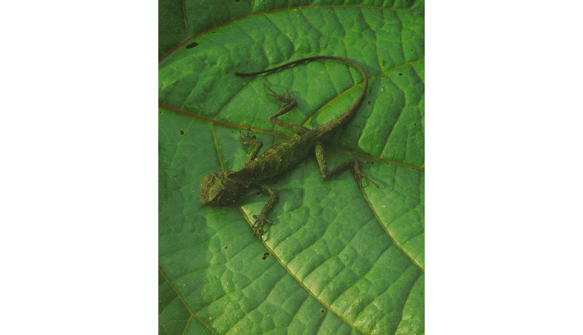 A small green lizard sits on a green leave. The lizard is slightly darker green than the leaf but it still hard to see