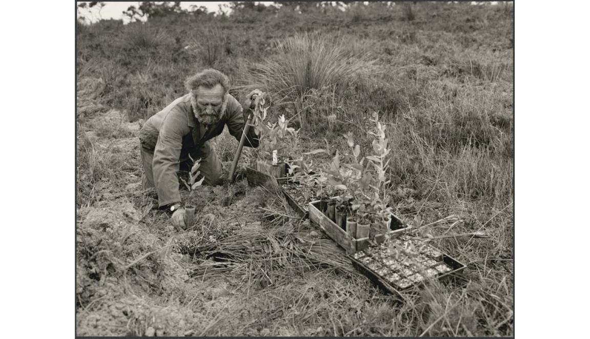 man planting trees