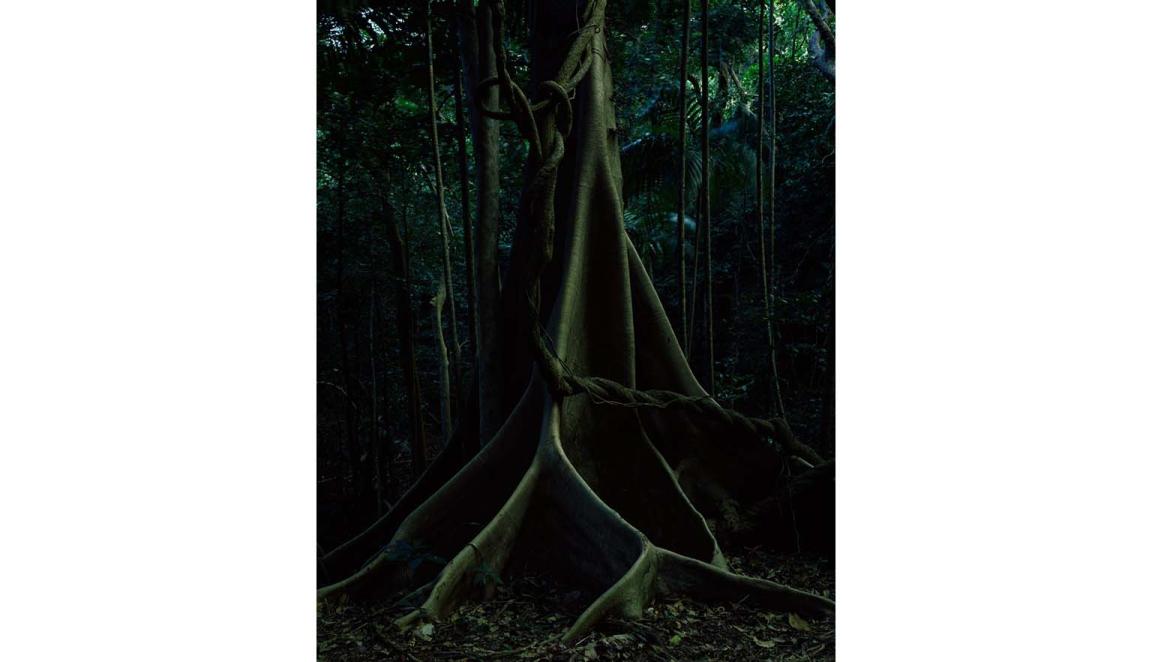  scene deep in a jungle. Large buttress roots of a tree spread across the ground. Vines descend from the canopy.