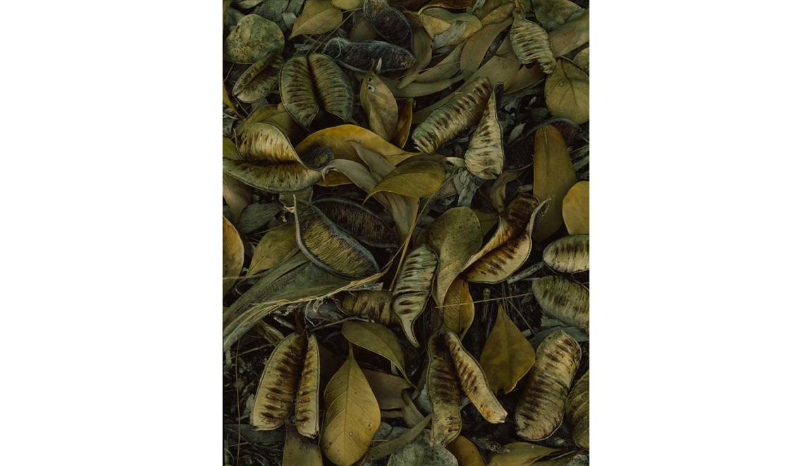 An image full of dried brown and cream coloured husks of seedpods and leaves.