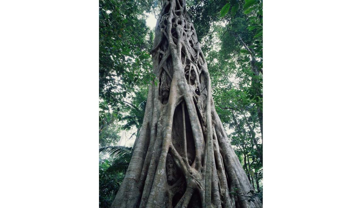 A large tree trunk is being strangled by fig roots. The trunk is almost completely covered.