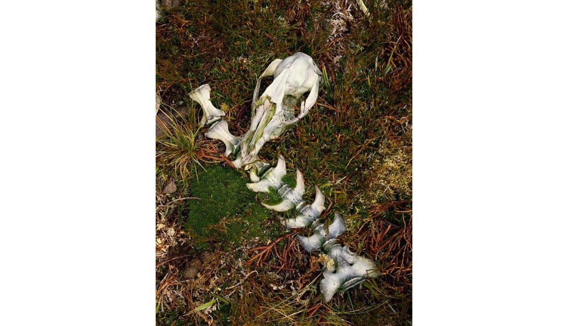 A wallaby skull and spinal column with 8 vertebra lay on a patch of grass. The bones are white with hints of green moss.