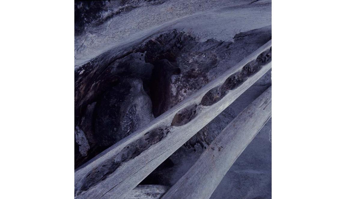 A close up image of bleached white whale bones on a beach