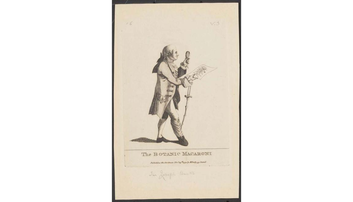 illustration of man walking with magnifying glass and drawing of a Australian flora
