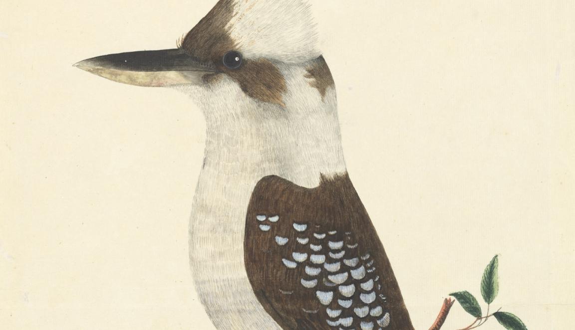 Illustration of a kookaburra, seen from the side, standing on a short branch
