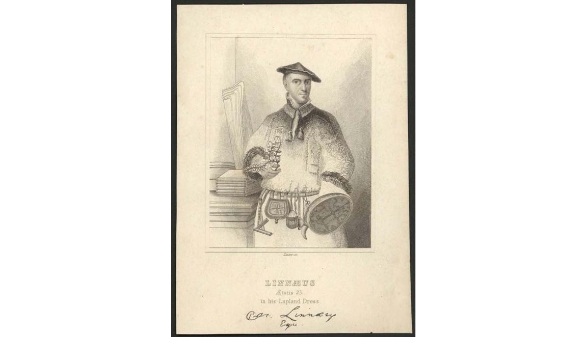 a drawing of Linnaeus, aetatis 25, in his Lapland dress