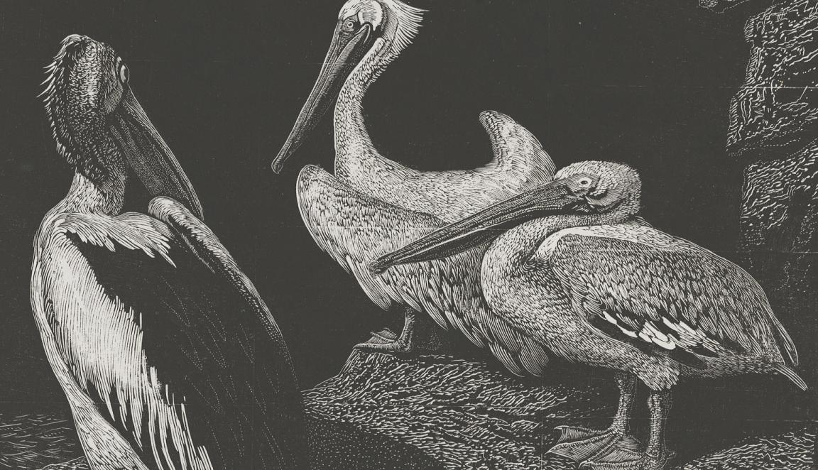 Print made from wood engraving featuring three pelicans standing on rocks