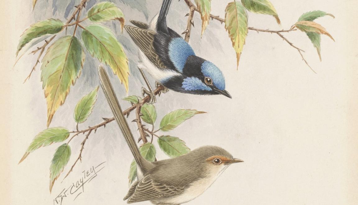 A watercolour illustration of a male and two female blue wrens on leafy tree branches. 