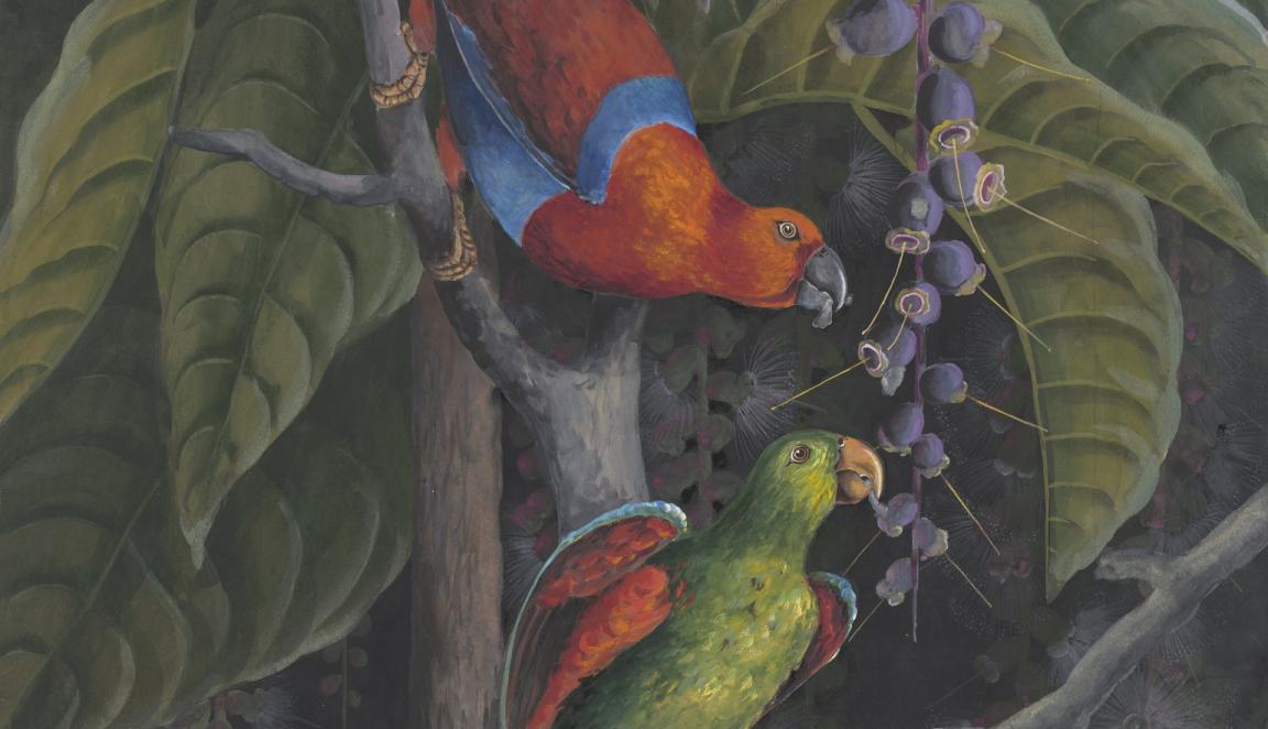 Detail watercolour illustration of two colourful lorikeets eating in a tree