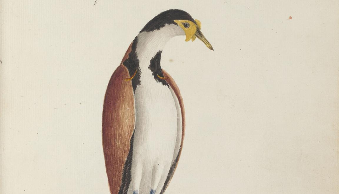 Watercolour illustration of a masked lapwing bird, with a white belly, red wings and black shapes on it's neck and head