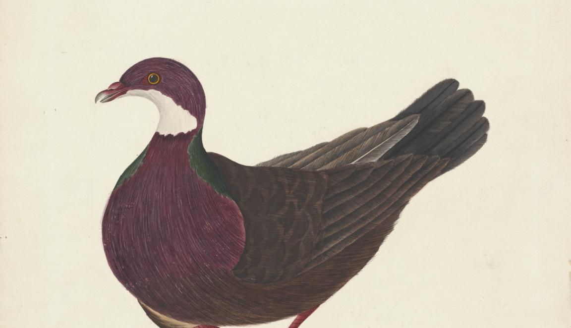 Watercolour illustration of a Lord Howe pigeon, with a dark and red body and head, and a white neck