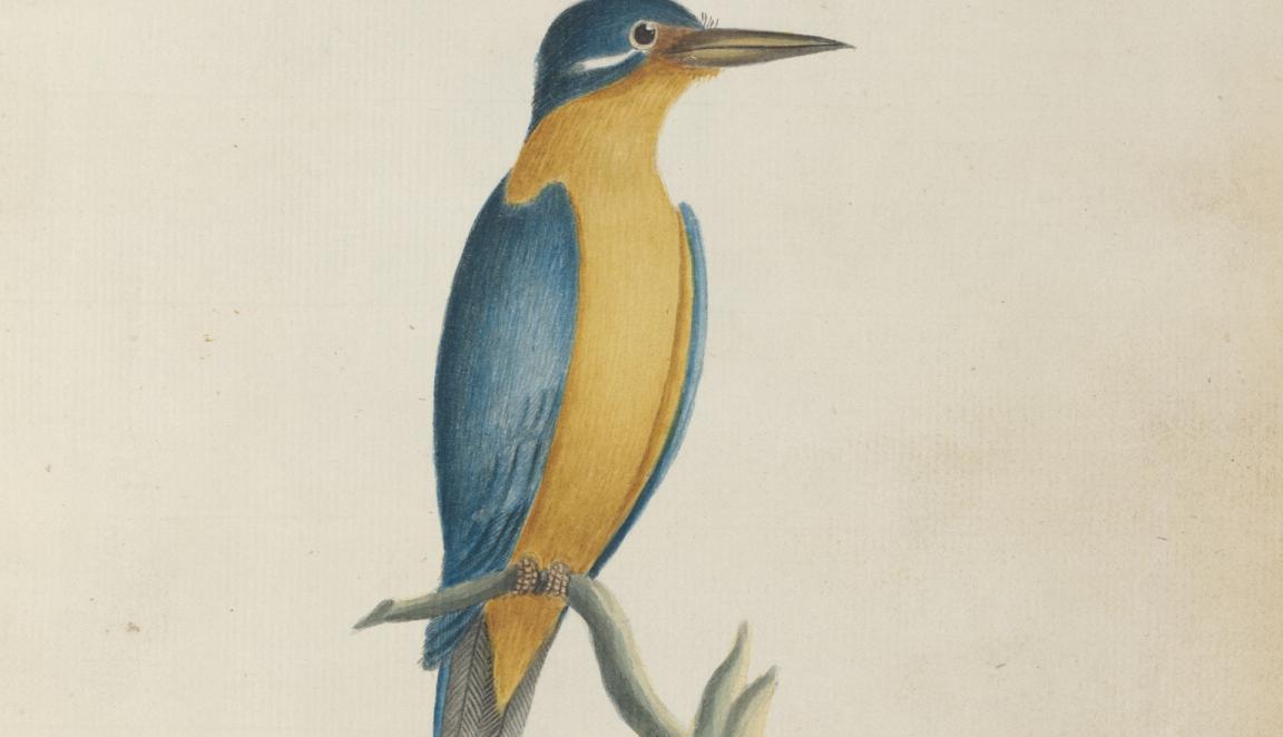 Watercolour illustration of a blue and yellow sacred kingfisher perched on a short branch