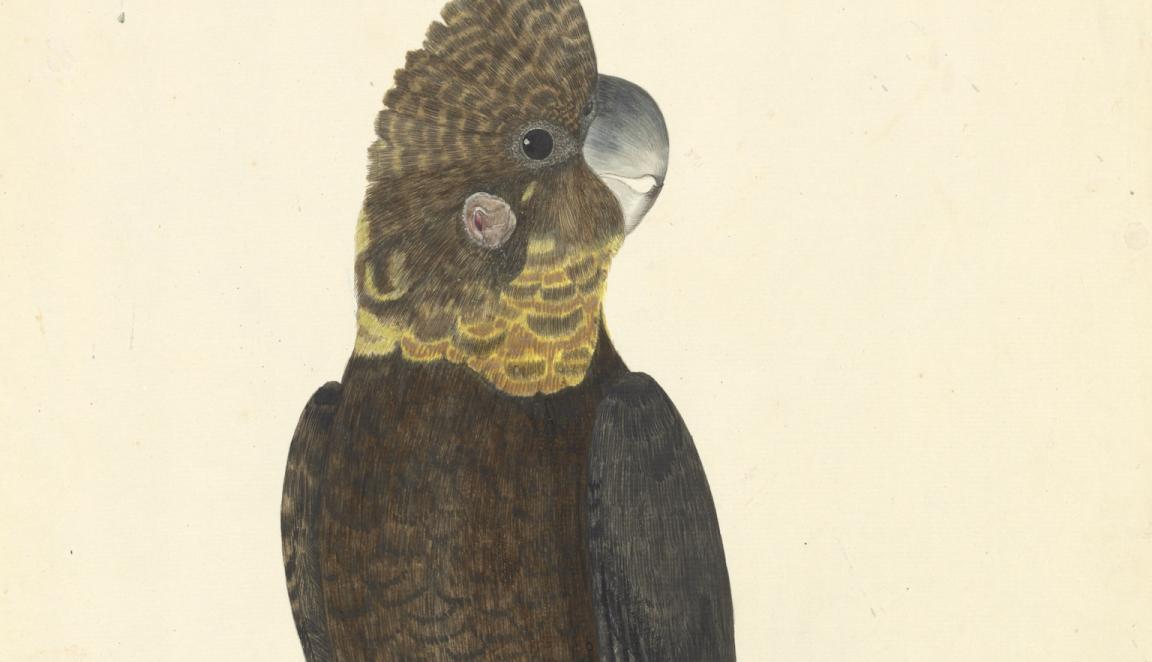 Illustration of a glossy black cockatoo with a yellow neck and red tail feathers perched on a branch