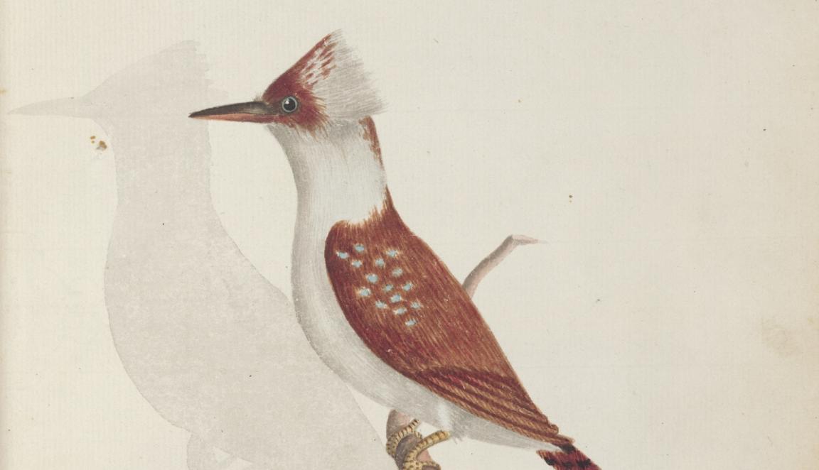 Illustration of a brown and white kookaburra standing on a branch 