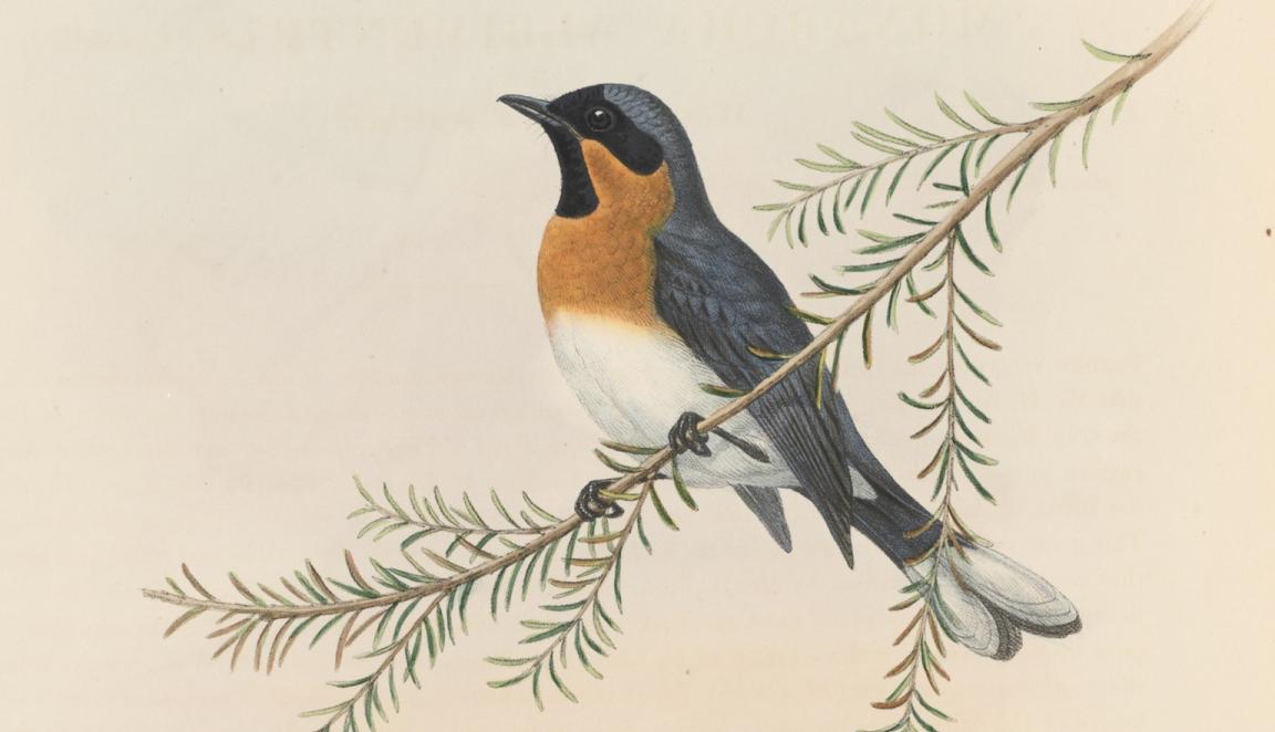 Illustration of two small blue, yellow and white birds, one sitting on a branch and one mid-flight