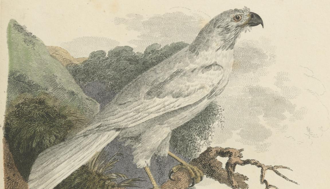 Illustration of a white hawke standing on a branch over a steep hill with a cliff and distant views seen in the background