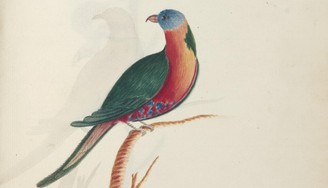 Illustration of a colourful rainbow lorikeet standing on a short branch