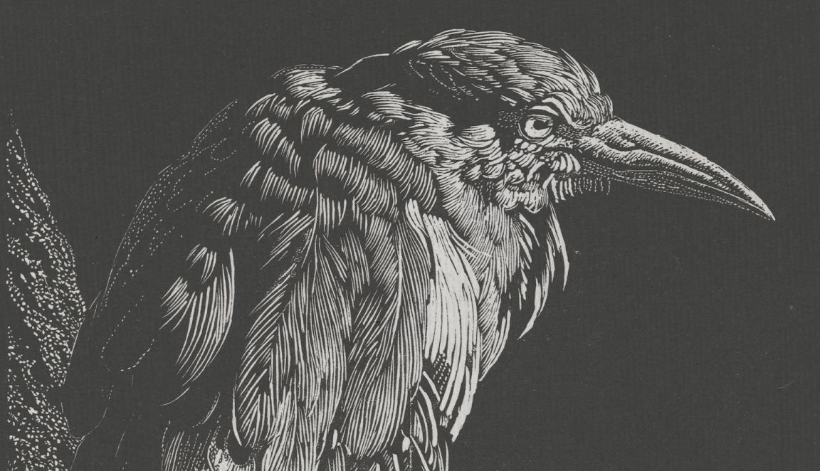 Black and white print of a bird with a long sharp beak and a bulky body