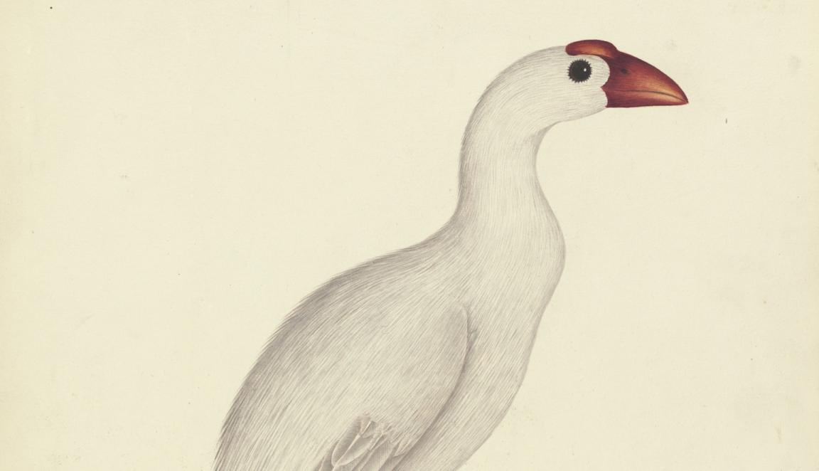 Illustration of a white bird with very long legs