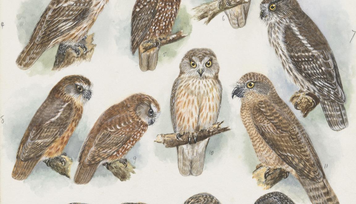 Watercolour illustrations of different species of owls