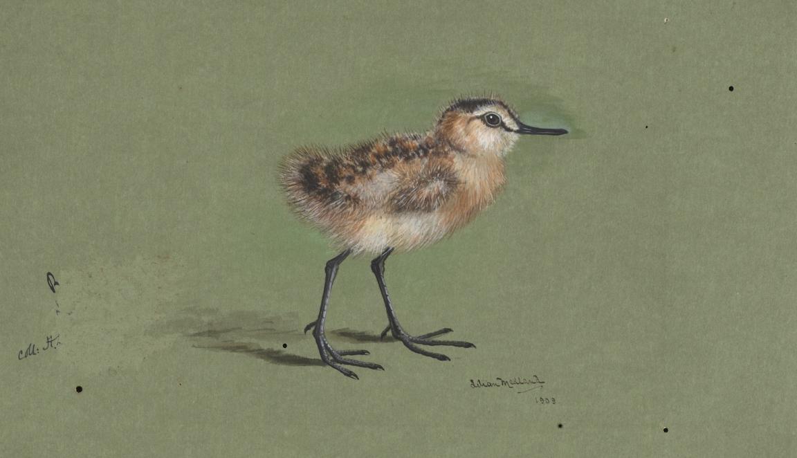 Illustration of a small brown bird on a green background