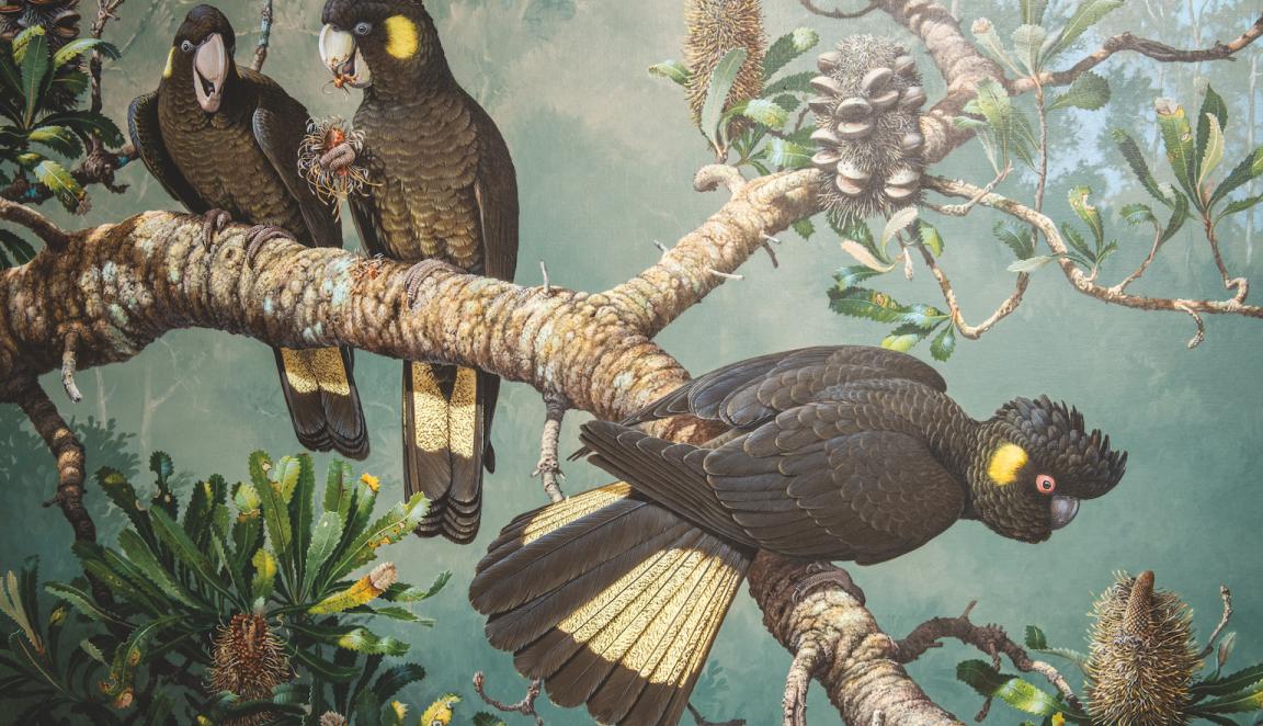 Artwork of three yellow-tailed black cockatoos sitting in a tree