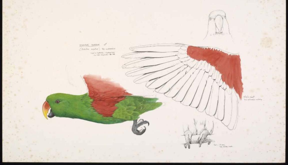 Watercolour pencil and ink drawings of cross sections of a green bird with red wings. The drawings show the left side, the head (front view), a wing spread out, and the feet. 