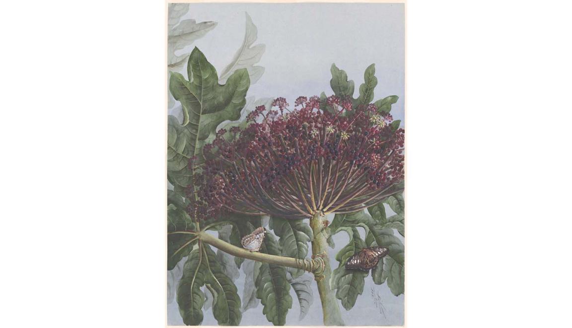 A watercolour painting of a plant with a thick, green stem, large green leaves, and red and black berries. A light brown butterfly sits on one stem, and a dark brown butterfly sits on a leaf.