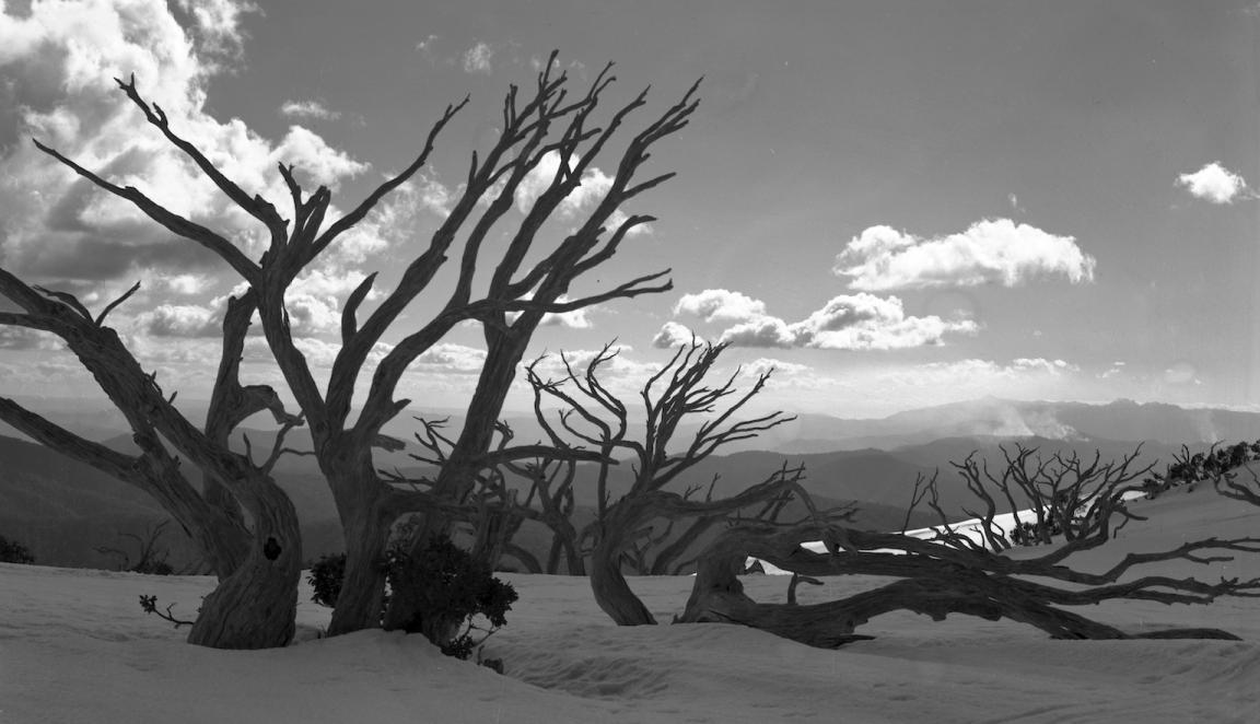 Dramatic scene of dead trees in the desert contrasted against cloudy sky.  