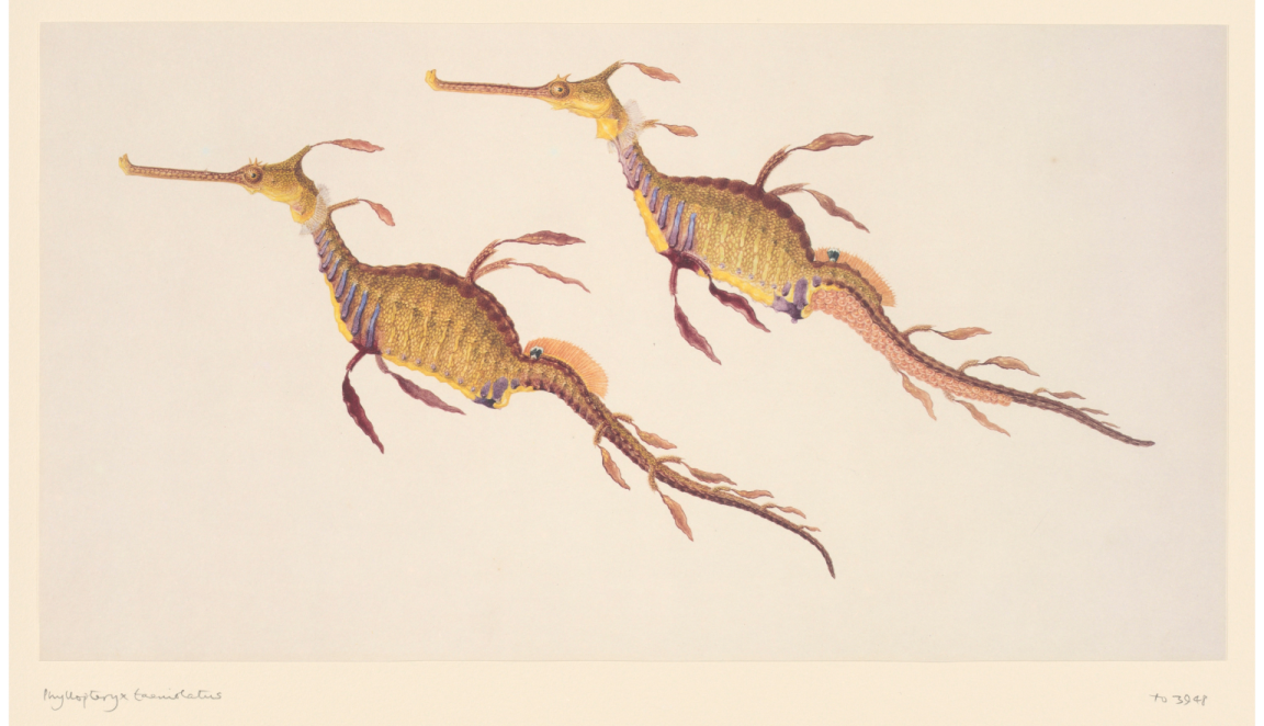 Illustration of two yellow and pink sea horses