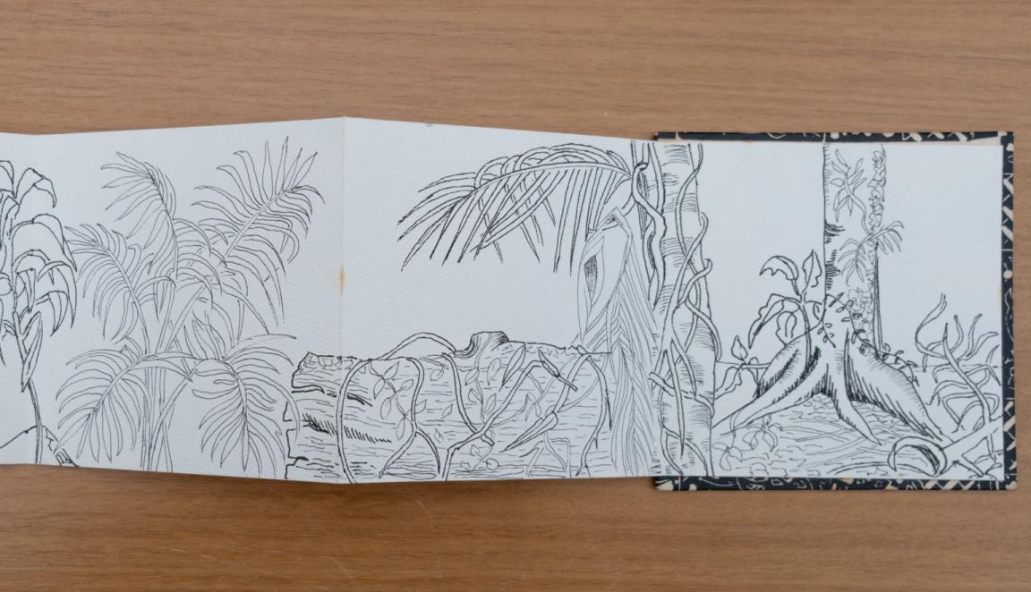 Fold-out travel diary open to three pages with black and white illustrations of trees, vines and other plants from Far North Queensland