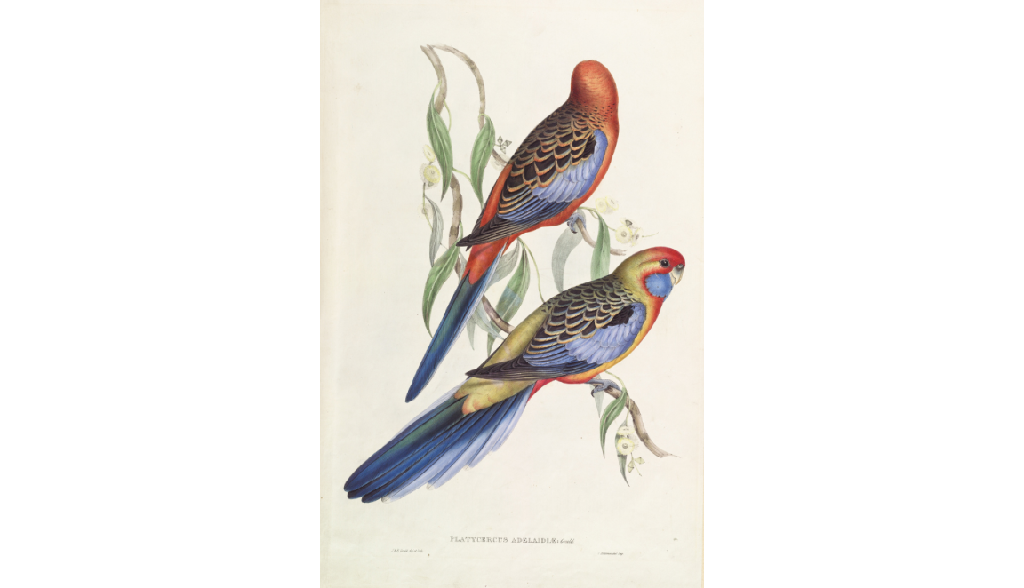 Illustration of two colourful parrots sitting on branches