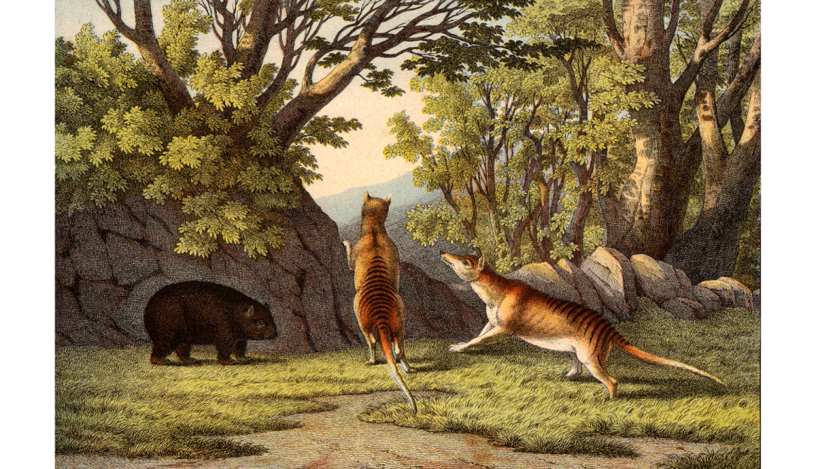 Illustration of two thylacine (or Tasmanian tigers) and a wombat in a grassy, tree-covered area