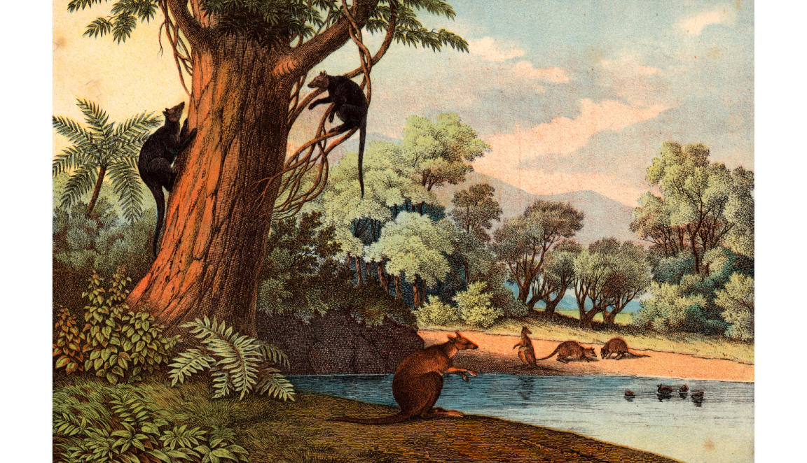 Chromolithograph print of tree kangaroos and wallabies in a tree and on the ground near a pond