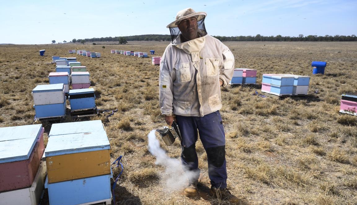 Man in protecting beeking gear holding a bee smoker near his bee colonies